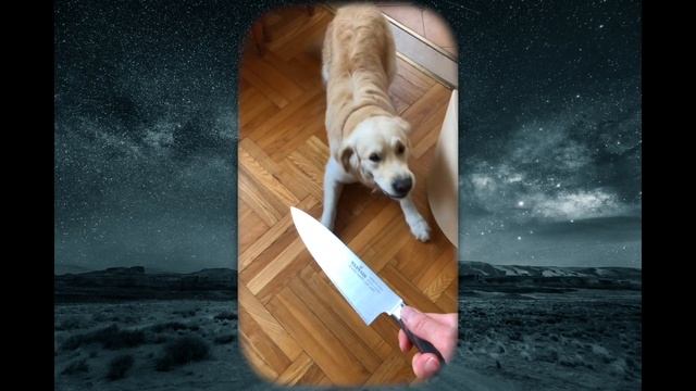 Что такое Воспитанная Собака? Щенок Golden Ретривер - Luky. Что Должен Уметь Каждый Пес? смотреть онлайн