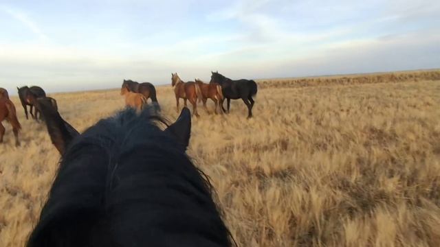 Самый красивый вид. Табун лошадей в галопе. смотреть онлайн