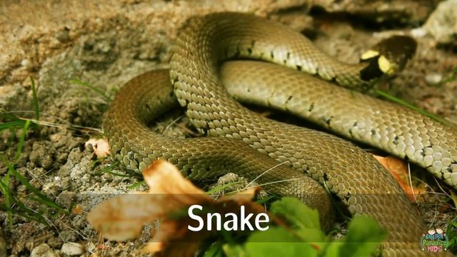 Forest Animals For Kids: Pronunciation In English (with Videos)