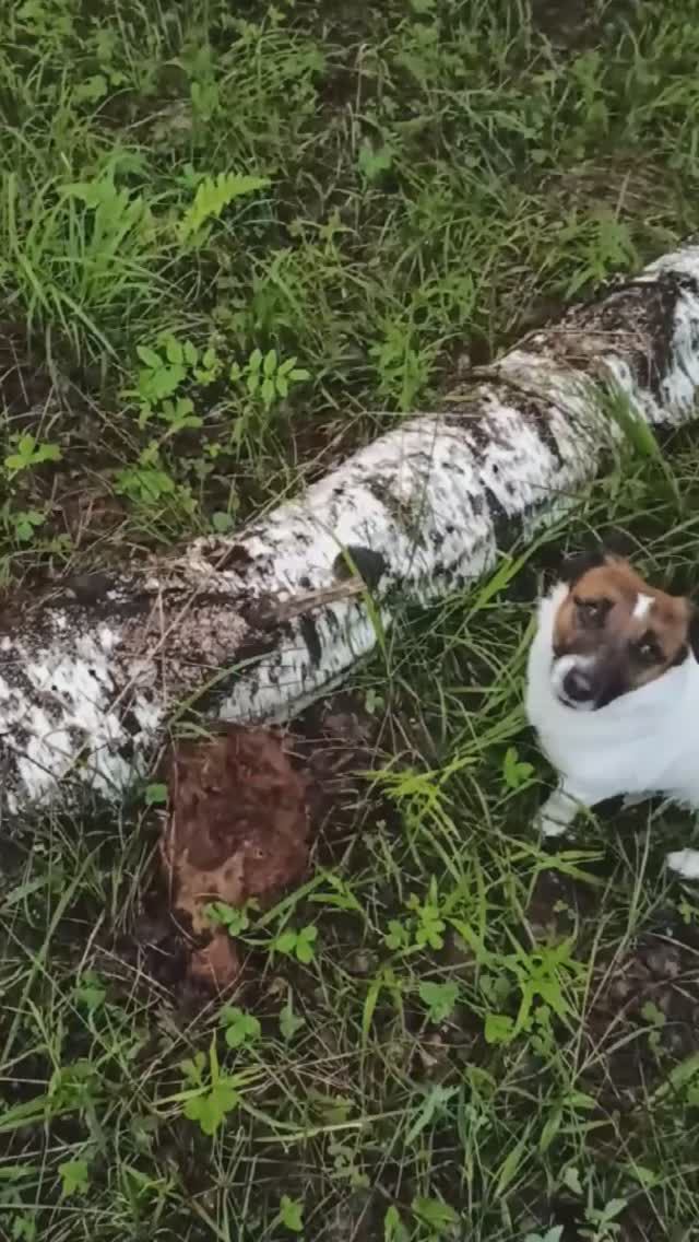 Строчёк гигант смотреть онлайн