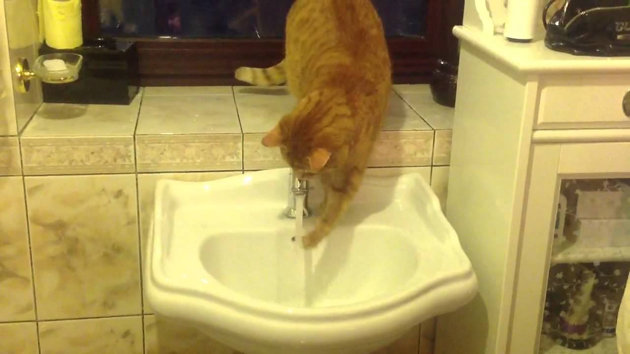 Кот перекрывает воду