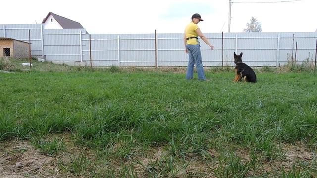 команды сидеть лежать щенок 4 месяца смотреть онлайн