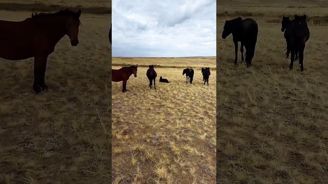 Байшұбардың үйірі, күн жел 01.10.22 смотреть онлайн