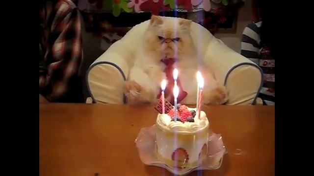 У кота день рождение :) смотреть онлайн