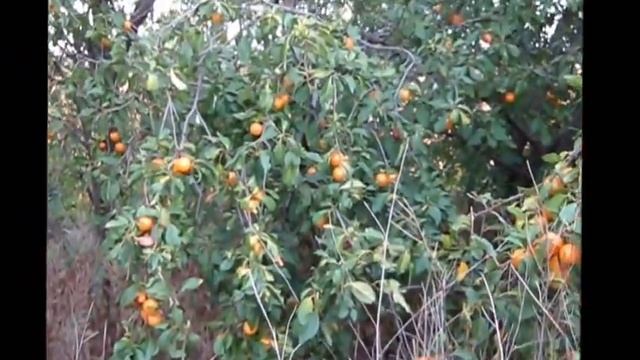 Алыча желтая