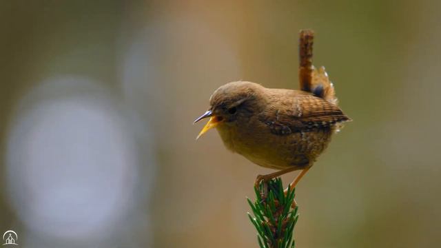 I Will Stay: In His Presence | Instrumental Worship & Beautiful Scene Nature | Inspirational CKEYS смотреть онлайн