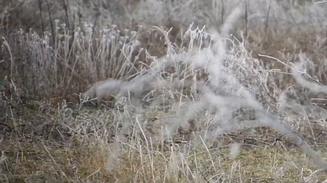 Не смелая южная зима.Иней на сухой траве/Timidly southern winter. Hoarfrost on dry grass смотреть онлайн