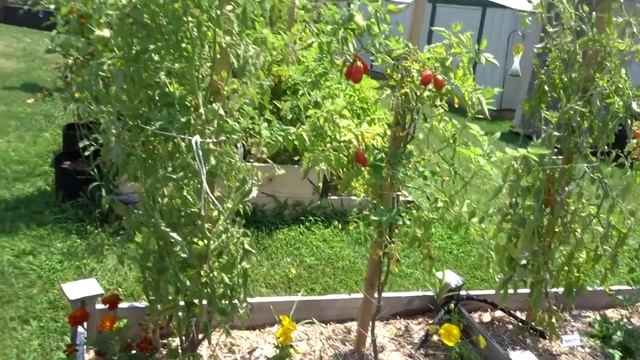 Butterfliez Home & Garden "August 2018 Garden Tour, Thank You to Louisiana Gardening Family" смотреть онлайн