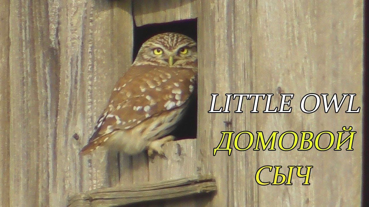 Little owl / Домовой Сыч смотреть онлайн