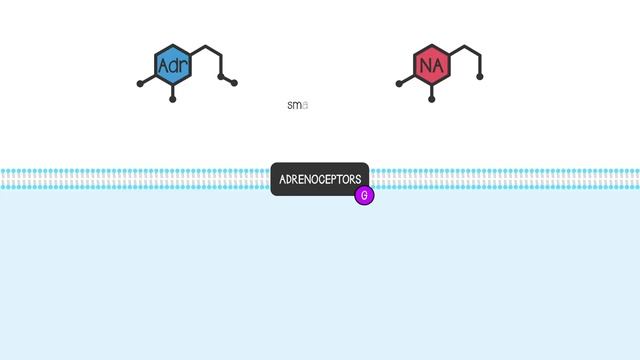 5.8 Endocrine_ Adrenaline (Epinephrine) and Noradrenaline (Norepinephrine).mp4 смотреть онлайн