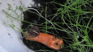 Виноградные улитки. Что едят  виноградные улитки.