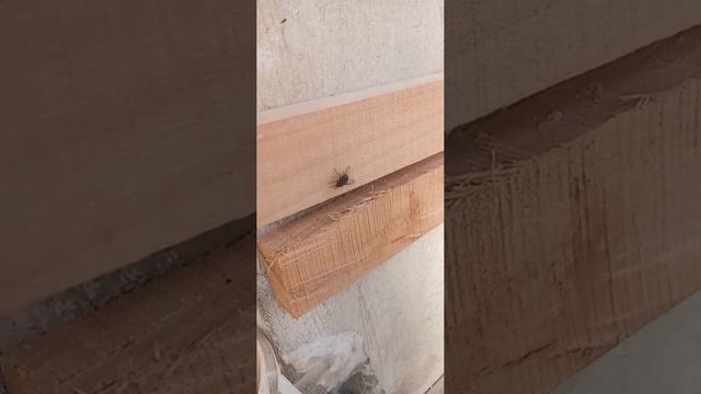 Весенняя муха #муха #насекомое #весна смотреть онлайн