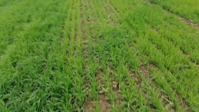 NPK Vs Сульфоаммофос