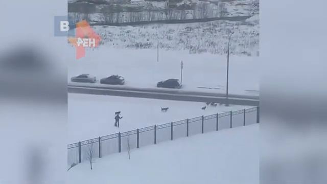 восемь бездомных собак в Солнцево напали на человека и его питомца смотреть онлайн