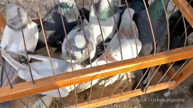 Птичий рынок г. Ташкент - ГОЛУБИ (11.12.2021) / Uzbek Pigeons / Usbekische tauben смотреть онлайн