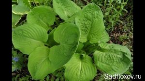 Хосты-острова или хосты из серии Island