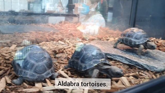 ExoReptiles - Exotic Pets and Reptile Centre (Malaysia) смотреть онлайн