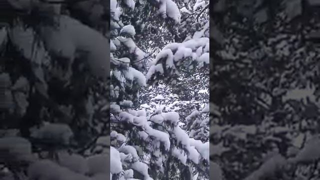 санитар леса- дятел!!! смотреть онлайн