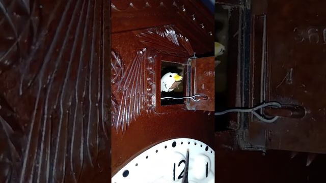 Ceas cu cuc MAJAK.МАДЖАК часы с кукушкой смотреть онлайн