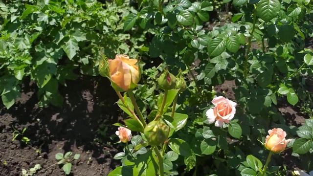 ПОЛЬКА (Polka, Lord Byron, Polka 91), Meilland Франция, 1991 г. Клаймберы (Large-Flowered Climber) смотреть онлайн