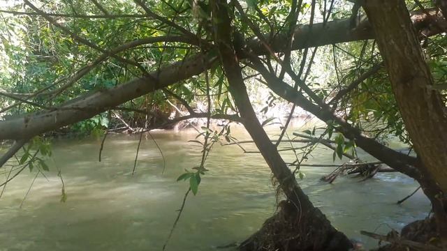 красиво поют вороны смотреть онлайн