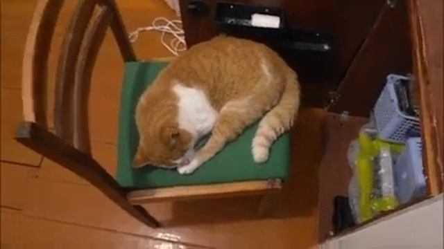 От трёхцветной кошки.Кубаноид. смотреть онлайн