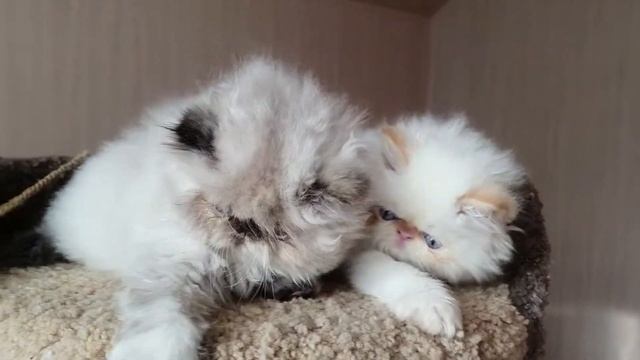 Персидские гималайские котята смотреть онлайн
