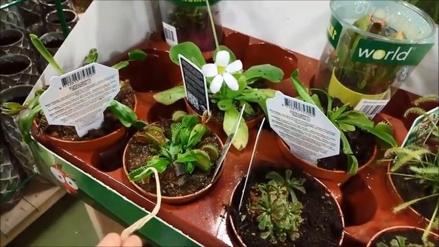 Венерина мухоловка как ест смотреть онлайн