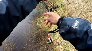 Секрет ловли щуки с берега. На что ловить щуку на малой реке. Ловля щуки . Рыбалка на спиннинг