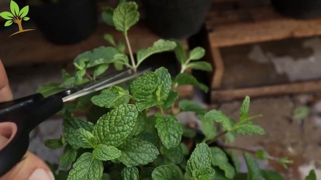 Apenas 1 folha dessa planta faz explodir de tantas flores (Planta feia fica linda) смотреть онлайн