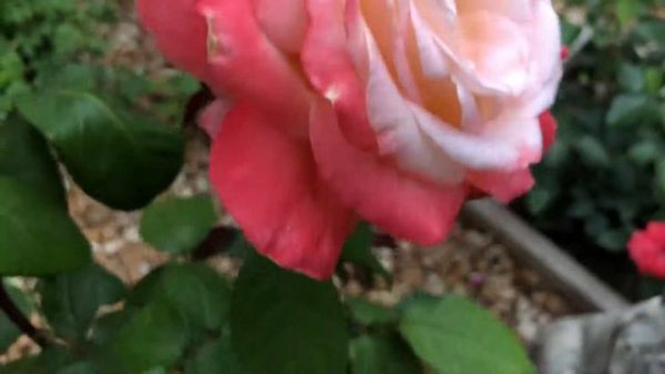 ‘Soft Whisper’ Rose Among Roses