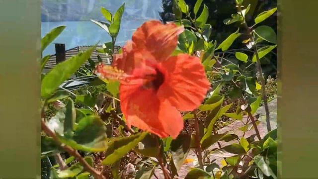 Китайская роза(ГИБИСКУС) в горшках. Италия. Вилла Карлотта смотреть онлайн