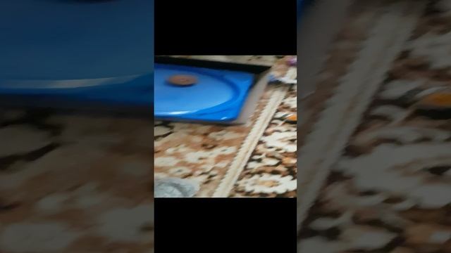 это что библейд чтооо смотреть онлайн