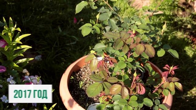 Лигногумат, Арголан и Нормат - как применять и в чем отличие смотреть онлайн