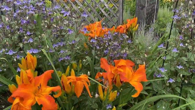 Purple and Orange Perennial Garden смотреть онлайн