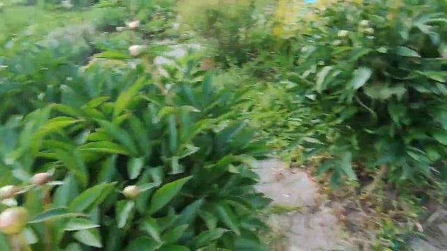 Пересадки, заполнение пустых мест в цветниках и другие Дачные хлопоты. Vlog Дача как есть 8.06.23 смотреть онлайн