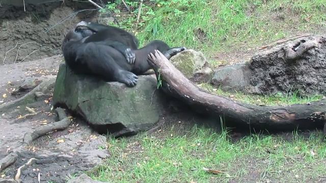 Gorillas in the Bronx Zoo смотреть онлайн