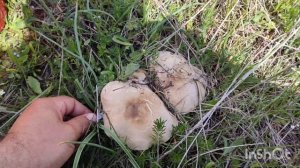 Сбор грибов 21 04 2021 весенние грибы синеножки.