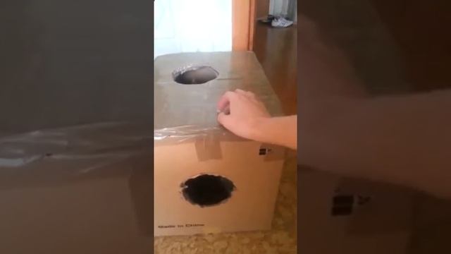 ангорская кошка видео смотреть онлайн