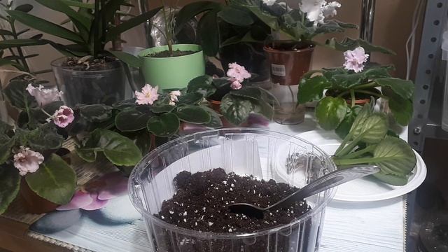 СЕКРЕТЫ ОМОЛОЖЕНИЯ Старой Фиалки! смотреть онлайн