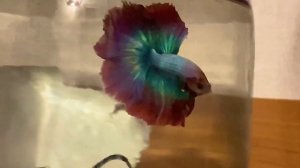 Бойцовая рыбка петушок и зеркало?