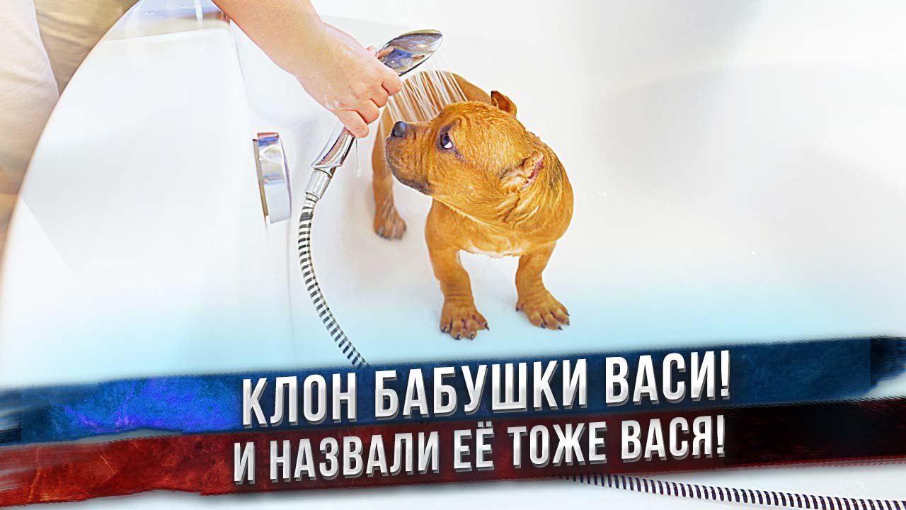 Москва, Питер и Одесса ждут щенков! Девочку назвали Вася в честь нашей Васи! смотреть онлайн