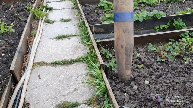 116. Посадка чеснока. Дождь не дает работать..mp4 смотреть онлайн