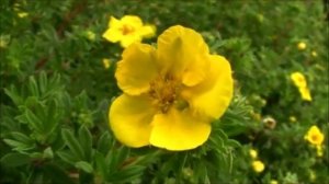 Alexey Rybnikov "Les champs de fleur" . "Цветочные поля" А. Рыбников