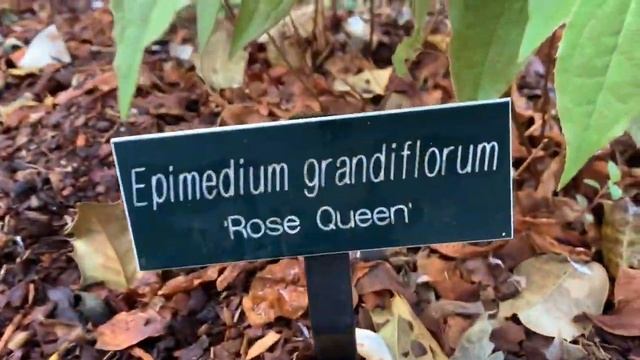 Epimedium Tour With Sayde