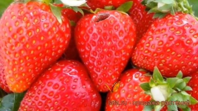 Земляника садовая Остара (fragaria ananassa ostara) ? обзор: как сажать, рассада земляники Остара смотреть онлайн