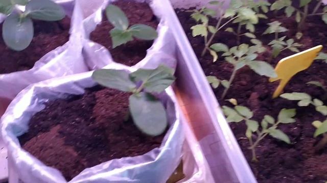 Жёлтые пятна на листьях на рассаде томата.Причина, как буду спасать... смотреть онлайн