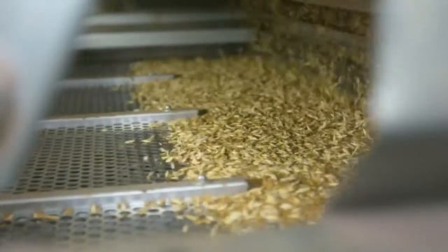 Ферма Golden Einkorn - СОЛТ, ФРАНЦИЯ | Янг Ливинг Россия смотреть онлайн