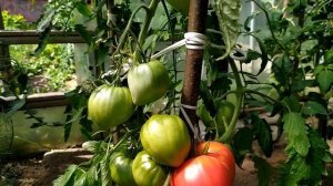 Томат Розовый мёд.