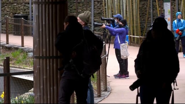 Yes, all zoo pandas in the U.S. are being returned to China in November смотреть онлайн